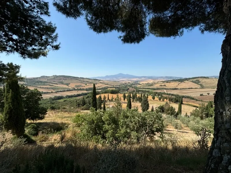 Scenic countryside with rolling hills and tall cypress trees under a clear blue sky.